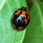 Variable Ladybird Beetle (Coelophora inaequalis), Roma QLD © Dianne Bickers