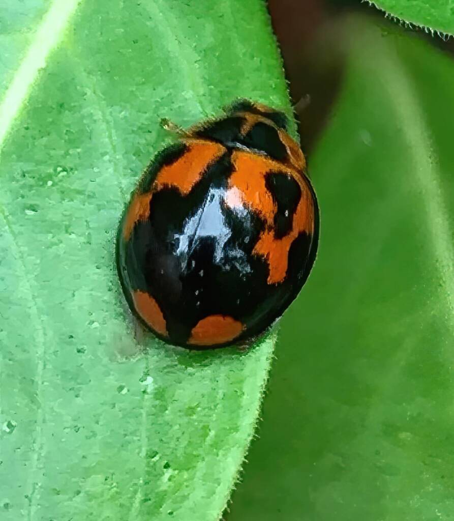 Variable Ladybird Beetle (Coelophora inaequalis), Roma QLD © Dianne Bickers