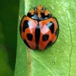 Variable Ladybird Beetle (Coelophora inaequalis), Roma QLD © Dianne Bickers