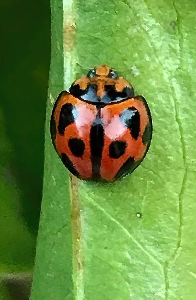 Variable Ladybird Beetle (Coelophora inaequalis), Roma QLD © Dianne Bickers