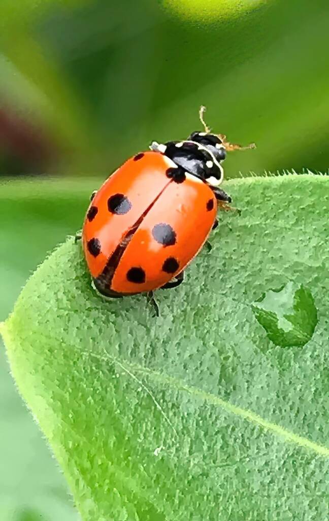 Variable Ladybird Beetle (Hippodamia variegata), Roma QLD © Dianne Bickers