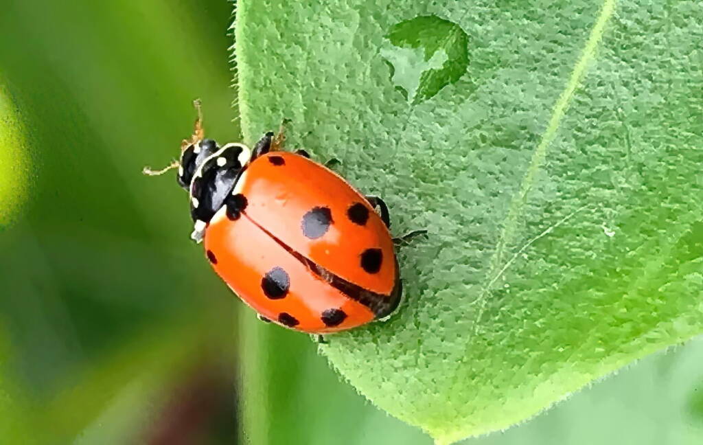 Variable Ladybird Beetle (Hippodamia variegata), Roma QLD © Dianne Bickers