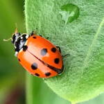 Variable Ladybird Beetle (Hippodamia variegata), Roma QLD © Dianne Bickers