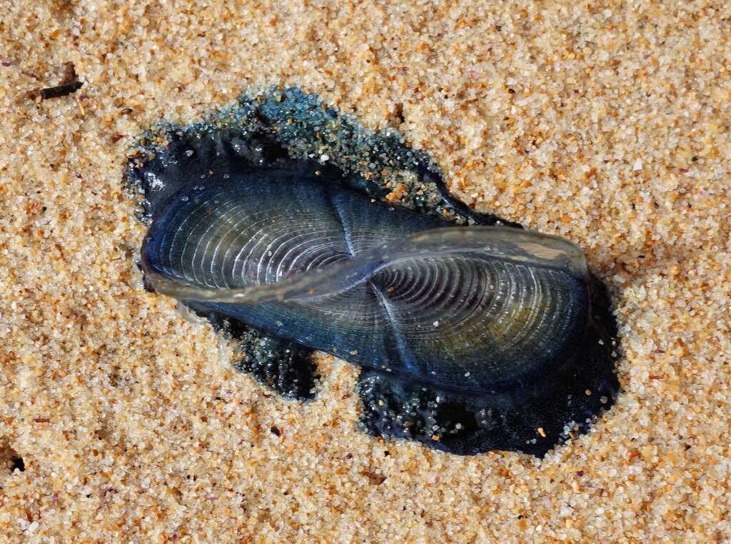 By-the-wind Sailor (Velella velella), Northern Beaches NSW