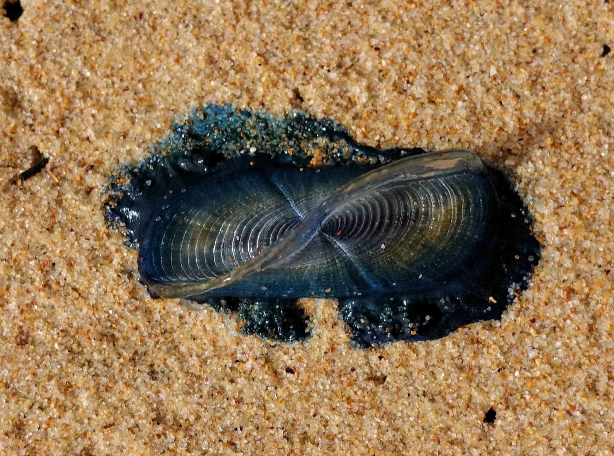 By-the-wind Sailor (Velella velella), Northern Beaches NSW