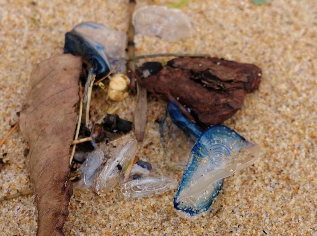 By-the-wind Sailor (Velella velella), Northern Beaches NSW