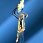 Wandering Ringtail Damselflies (Austrolestes leda), Roma QLD © Dianne Bickers