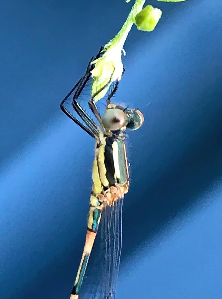 Wandering Ringtail Damselflies (Austrolestes leda), Roma QLD © Dianne Bickers