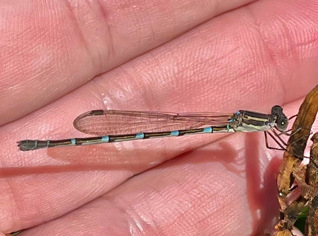 Wandering Ringtail Damselflies (Austrolestes leda), Roma QLD © Dianne Bickers