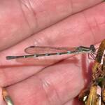 Wandering Ringtail Damselflies (Austrolestes leda), Roma QLD © Dianne Bickers