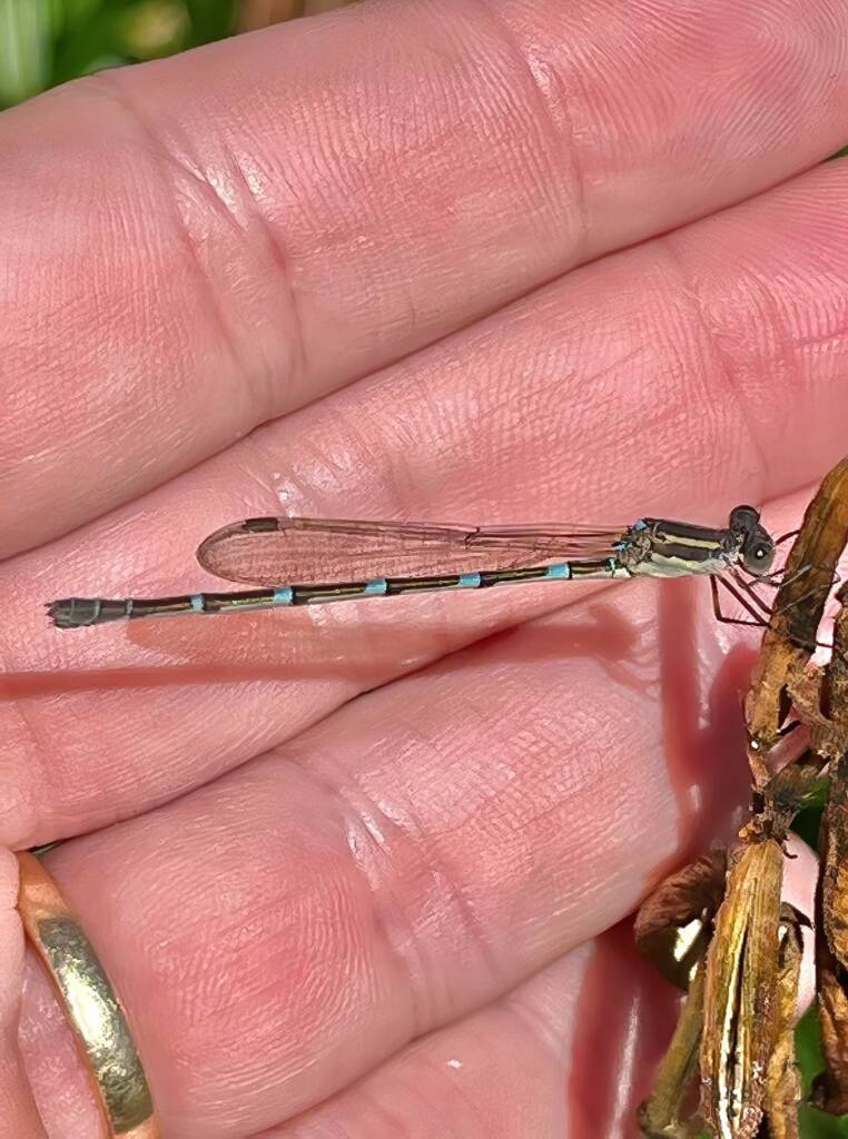Wandering Ringtail Damselflies (Austrolestes leda), Roma QLD © Dianne Bickers