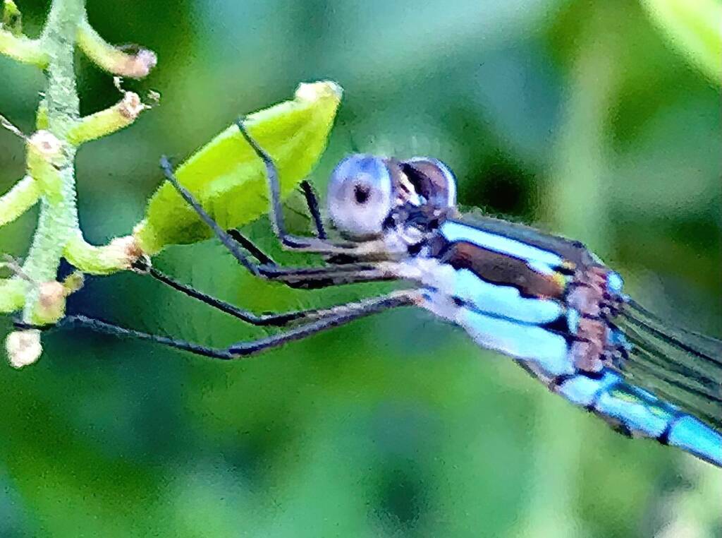 Wandering Ringtail Damselflies (Austrolestes leda), Roma QLD © Dianne Bickers
