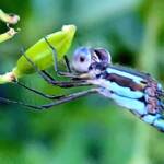Wandering Ringtail Damselflies (Austrolestes leda), Roma QLD © Dianne Bickers