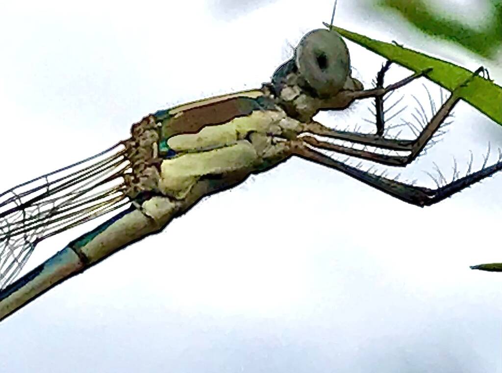 Wandering Ringtail Damselflies (Austrolestes leda), Roma QLD © Dianne Bickers