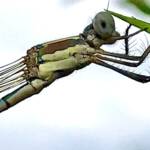 Wandering Ringtail Damselflies (Austrolestes leda), Roma QLD © Dianne Bickers