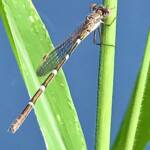 Wandering Ringtail Damselflies (Austrolestes leda), Roma QLD © Dianne Bickers