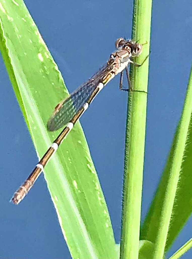 Wandering Ringtail Damselflies (Austrolestes leda), Roma QLD © Dianne Bickers