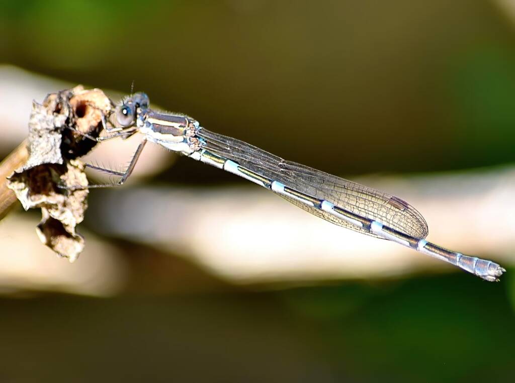 Wandering Ringtail Damselflies (Austrolestes leda), Roma QLD © Dianne Bickers