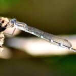 Wandering Ringtail Damselflies (Austrolestes leda), Roma QLD © Dianne Bickers