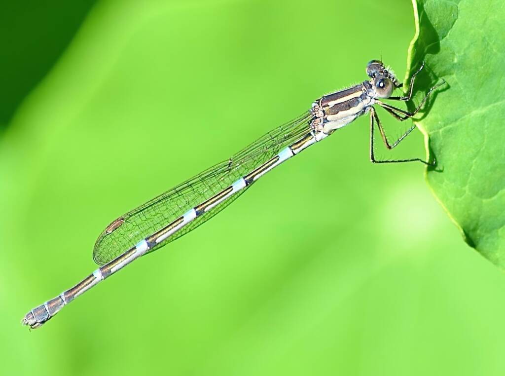 Wandering Ringtail Damselflies (Austrolestes leda), Roma QLD © Dianne Bickers