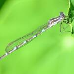 Wandering Ringtail Damselflies (Austrolestes leda), Roma QLD © Dianne Bickers