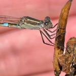 Wandering Ringtail Damselflies (Austrolestes leda), Roma QLD © Dianne Bickers