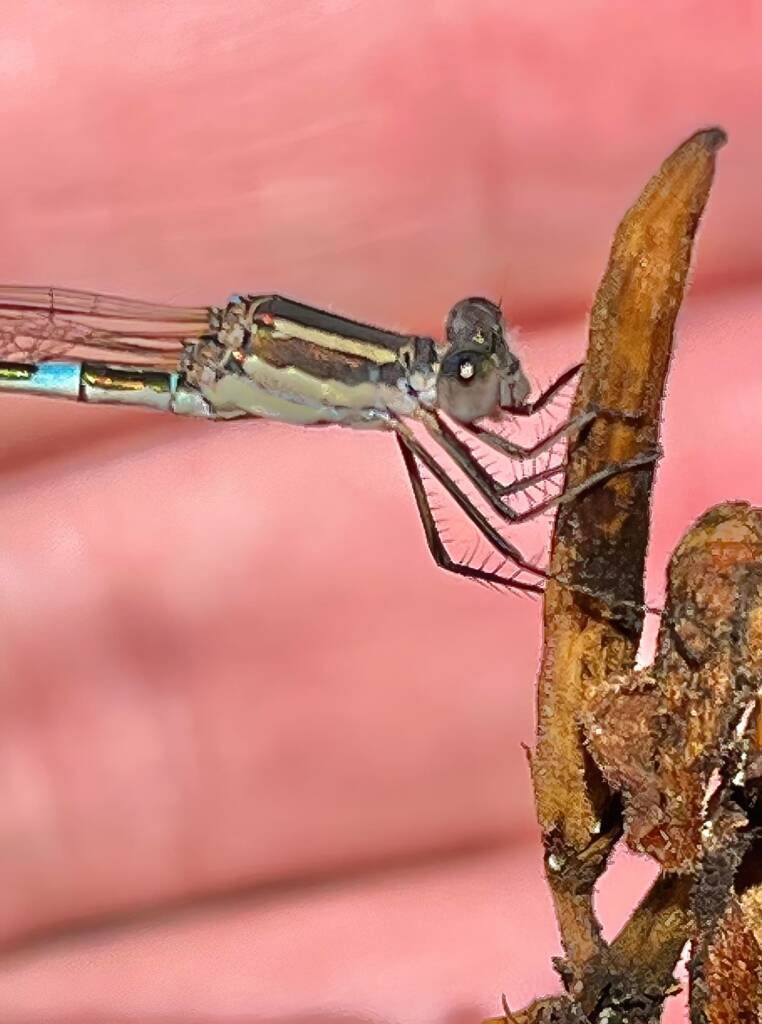 Wandering Ringtail Damselflies (Austrolestes leda), Roma QLD © Dianne Bickers