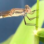 Wandering Ringtail Damselflies (Austrolestes leda), Roma QLD © Dianne Bickers