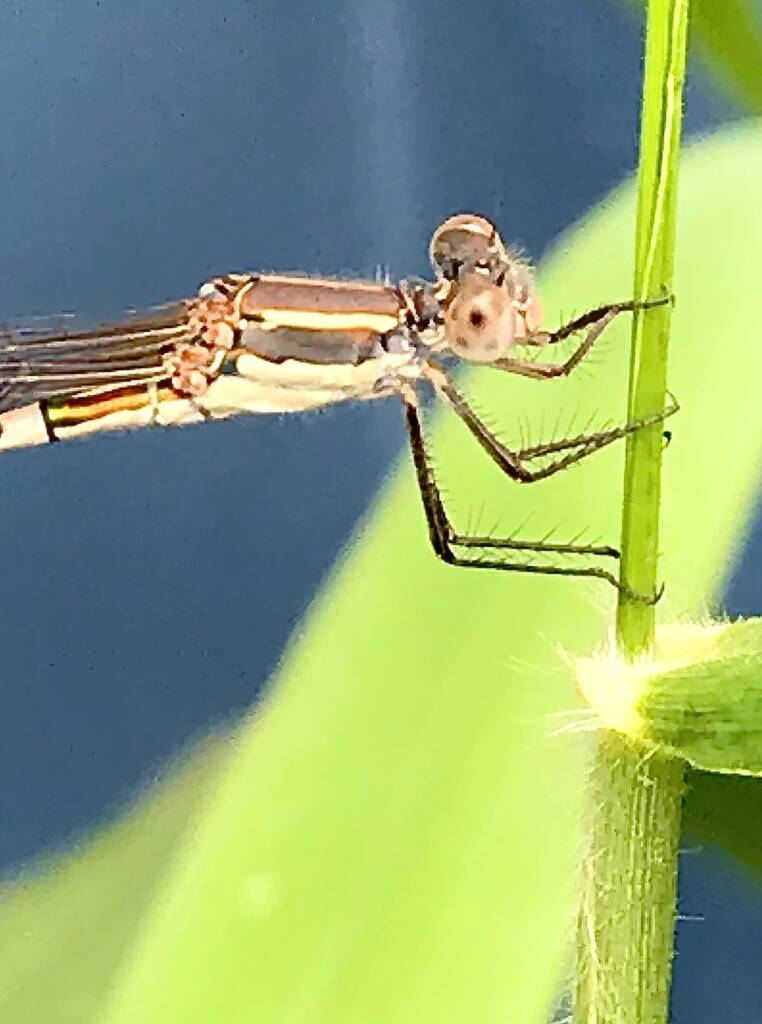 Wandering Ringtail Damselflies (Austrolestes leda), Roma QLD © Dianne Bickers
