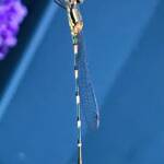 Wandering Ringtail Damselflies (Austrolestes leda), Roma QLD © Dianne Bickers