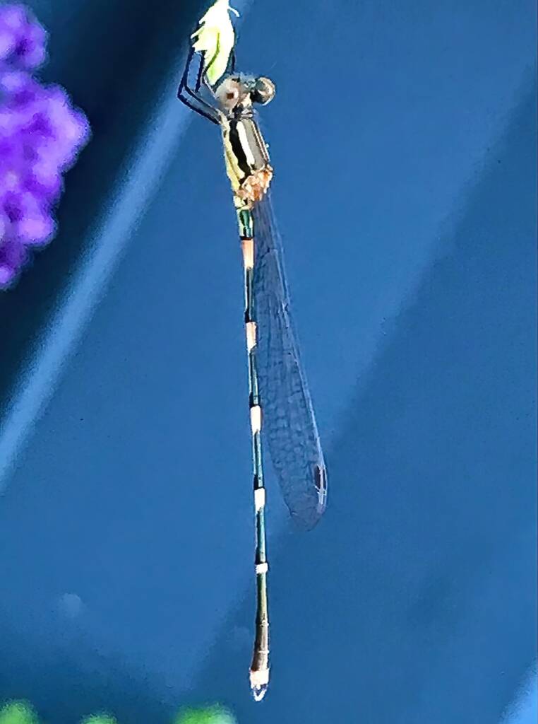 Wandering Ringtail Damselflies (Austrolestes leda), Roma QLD © Dianne Bickers
