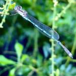 Wandering Ringtail Damselflies (Austrolestes leda), Roma QLD © Dianne Bickers