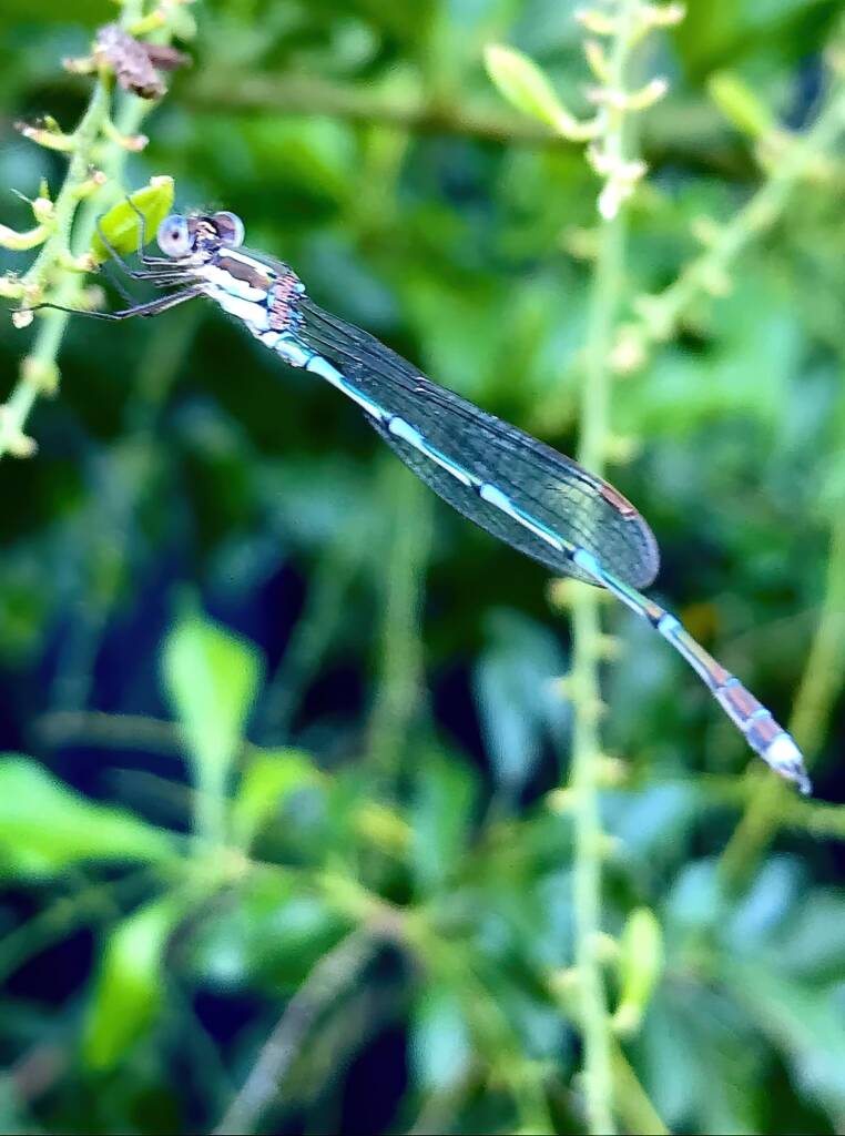 Wandering Ringtail Damselflies (Austrolestes leda), Roma QLD © Dianne Bickers