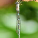 Wandering Ringtail Damselflies (Austrolestes leda), Roma QLD © Dianne Bickers