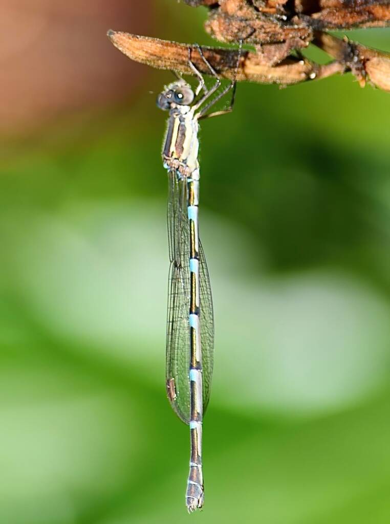 Wandering Ringtail Damselflies (Austrolestes leda), Roma QLD © Dianne Bickers