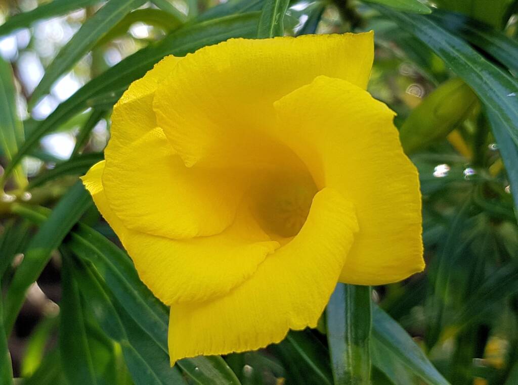 Yellow Oleander (Cascabela thevetia), Alice Springs NT