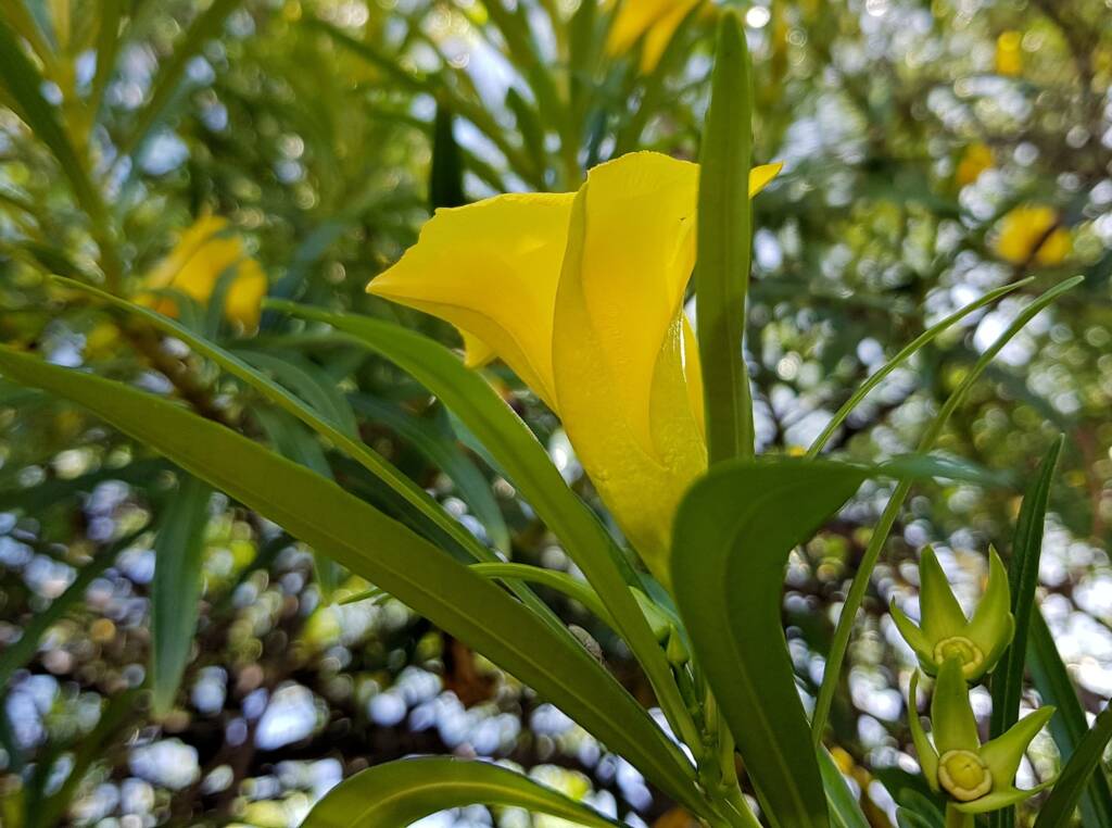 Yellow Oleander (Cascabela thevetia), Alice Springs NT
