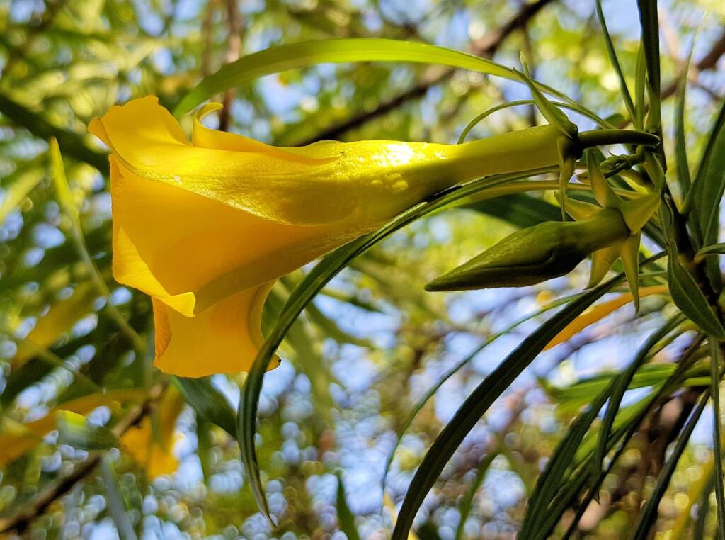 Yellow Oleander (Cascabela thevetia), Alice Springs NT