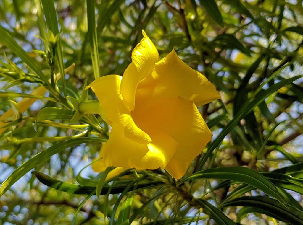 Yellow Oleander (Cascabela thevetia), Alice Springs NT