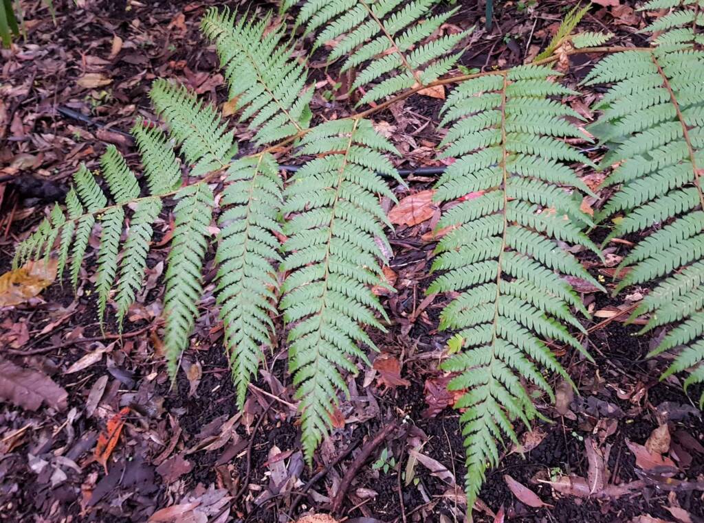 Young Rough Tree Fern (Cyathea australis), Stony Range Regional Botanic Garden, Northern Beaches NSW
