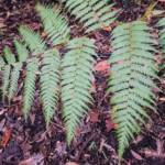 Young Rough Tree Fern (Cyathea australis), Stony Range Regional Botanic Garden, Northern Beaches NSW