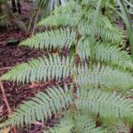 Young Rough Tree Fern (Cyathea australis), Stony Range Regional Botanic Garden, Northern Beaches NSW