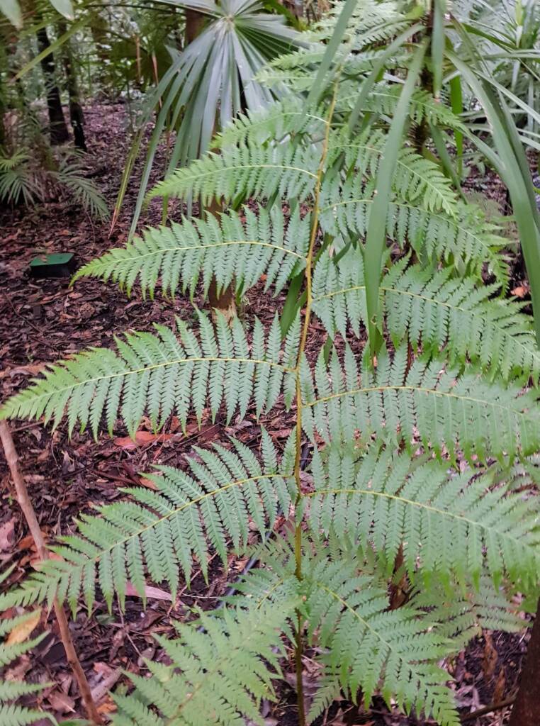 Young Rough Tree Fern (Cyathea australis), Stony Range Regional Botanic Garden, Northern Beaches NSW