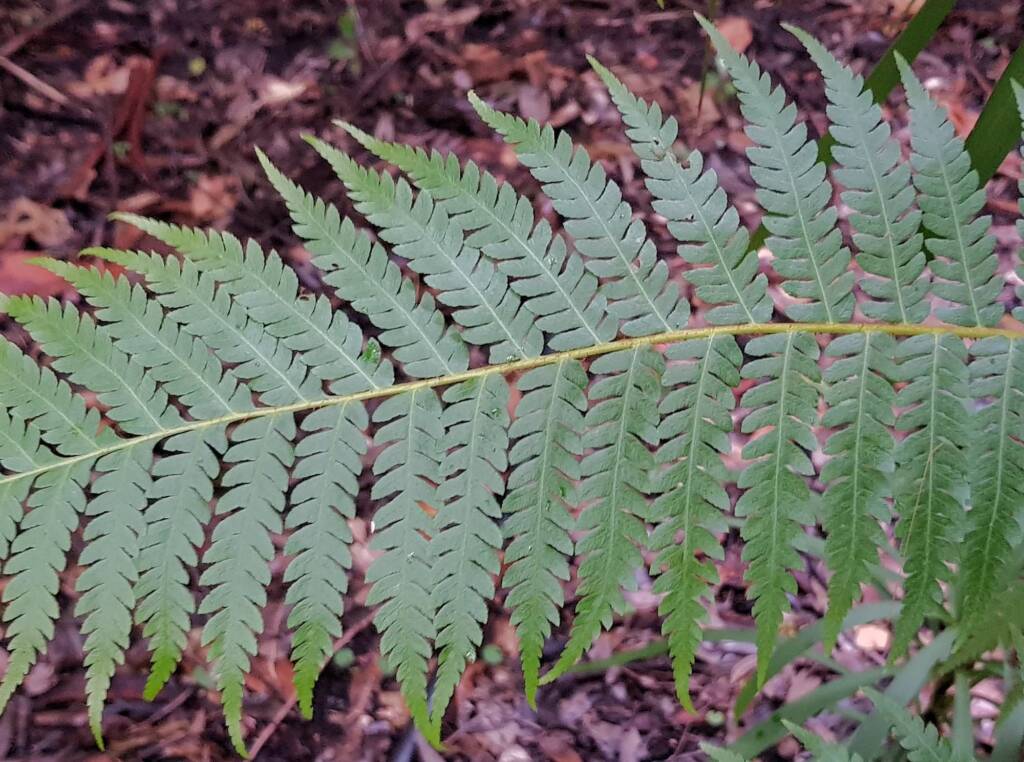 Young Rough Tree Fern (Cyathea australis), Stony Range Regional Botanic Garden, Northern Beaches NSW