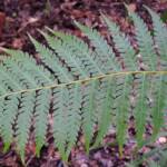 Young Rough Tree Fern (Cyathea australis), Stony Range Regional Botanic Garden, Northern Beaches NSW