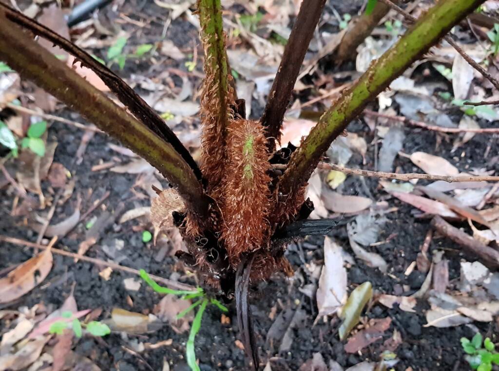Young Rough Tree Fern (Cyathea australis), Stony Range Regional Botanic Garden, Northern Beaches NSW