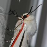 Donovan's Tiger Moth (Aloa marginata), Ballandean QLD © Marc Newman