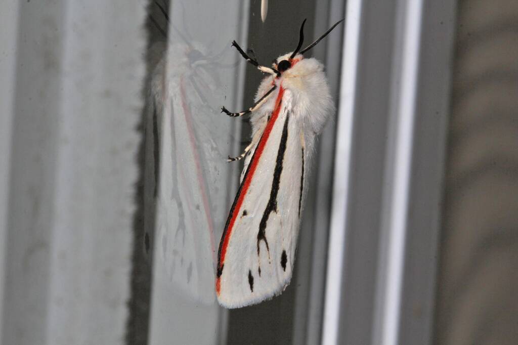Donovan's Tiger Moth (Aloa marginata), Ballandean QLD © Marc Newman