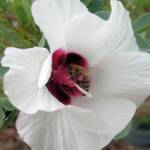 European Honey Bee (Apis mellifera) / Gossypium sturtianum (Sturt's Desert Rose), Alice Springs, NT