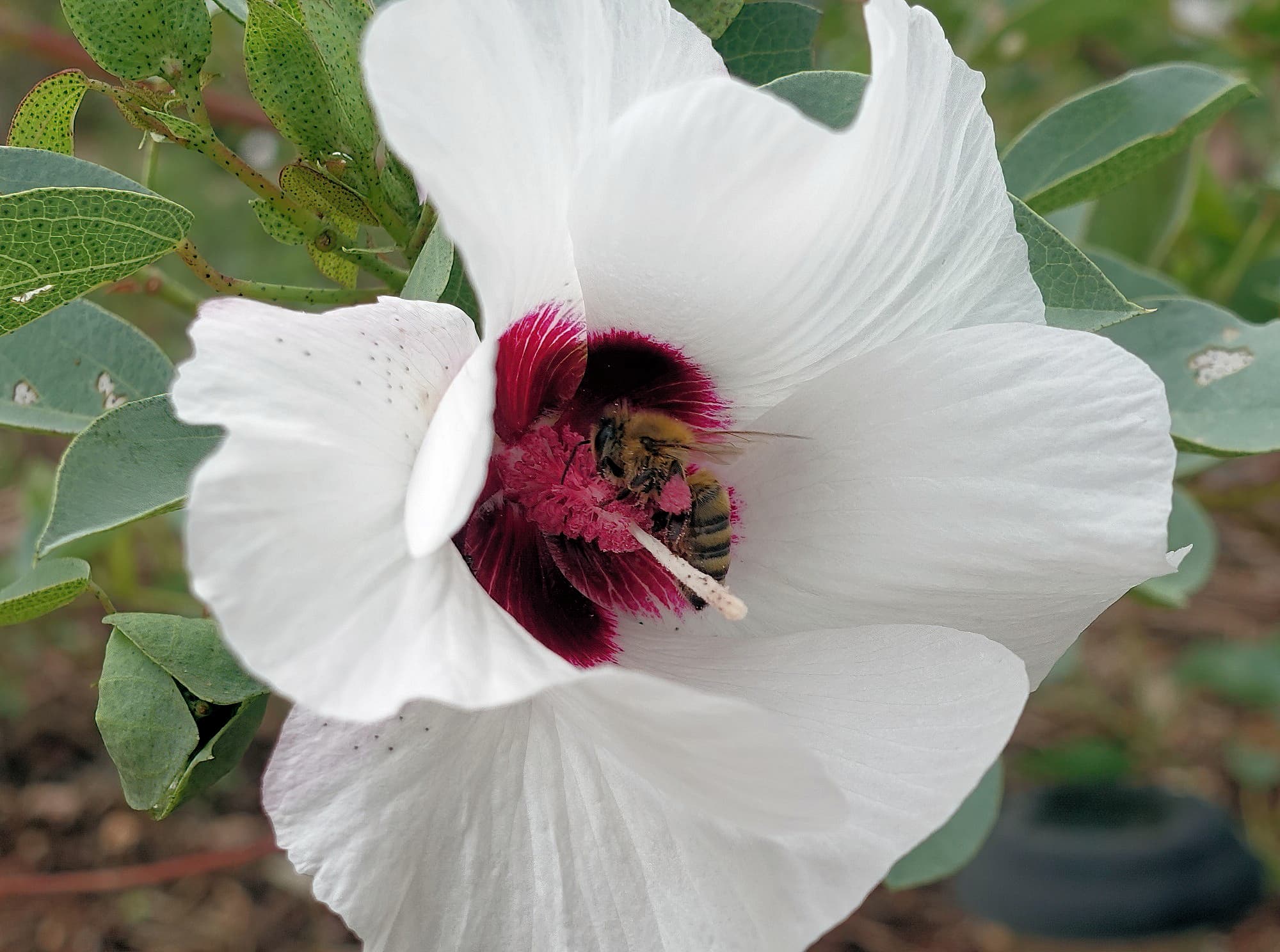 European Honey Bee (Apis mellifera) / Gossypium sturtianum (Sturt's Desert Rose), Alice Springs, NT